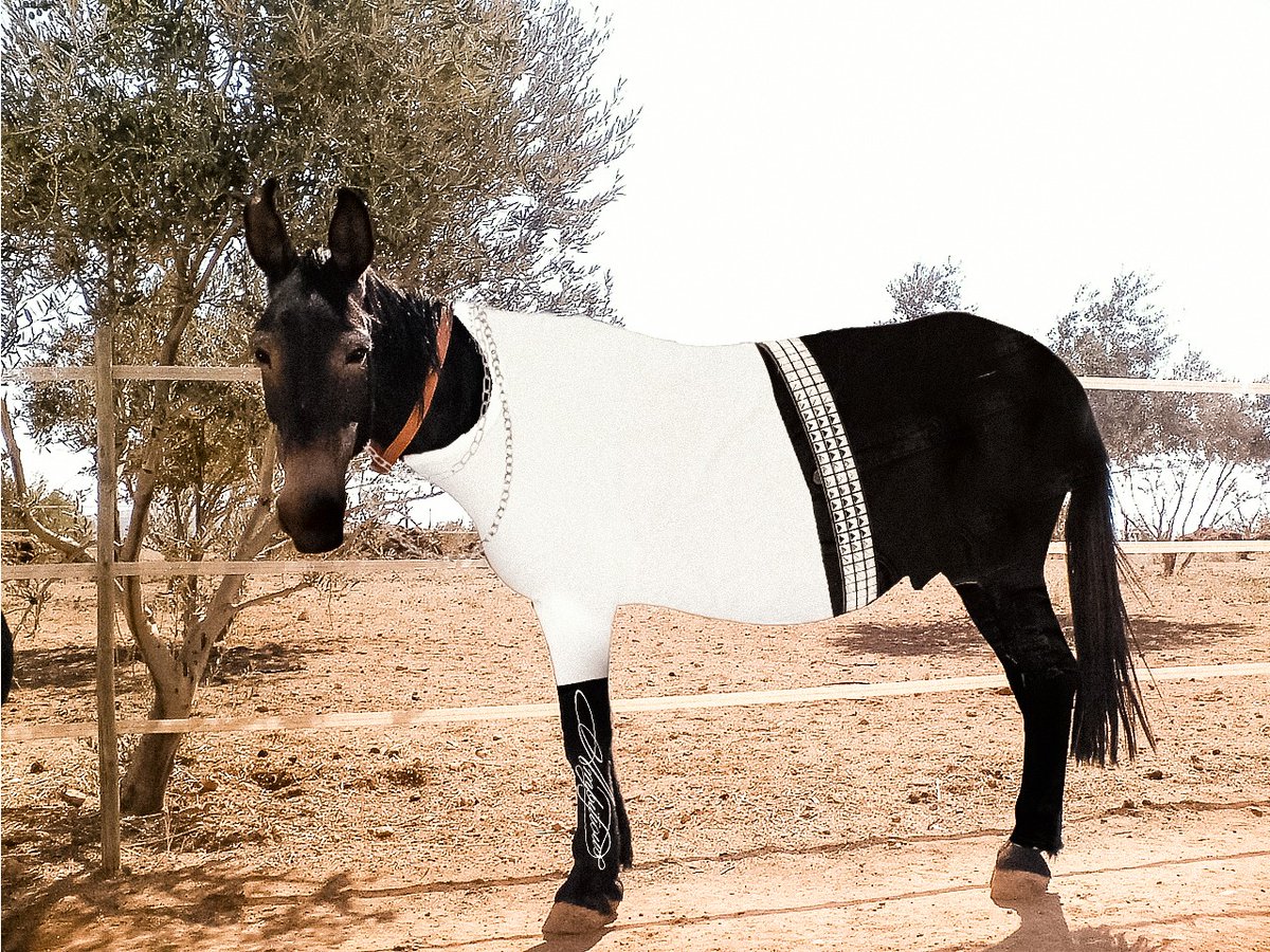 es una mula acomplejada que intenta ser un caballo, pero al final del dia sigue siendo una mula...