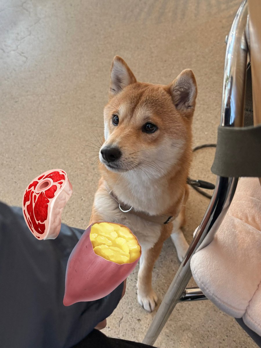 noanswersyet_'s tweet image. 개기여운 강아가 간식달라고 쳐다보는데
내 모든걸 주고싶었어