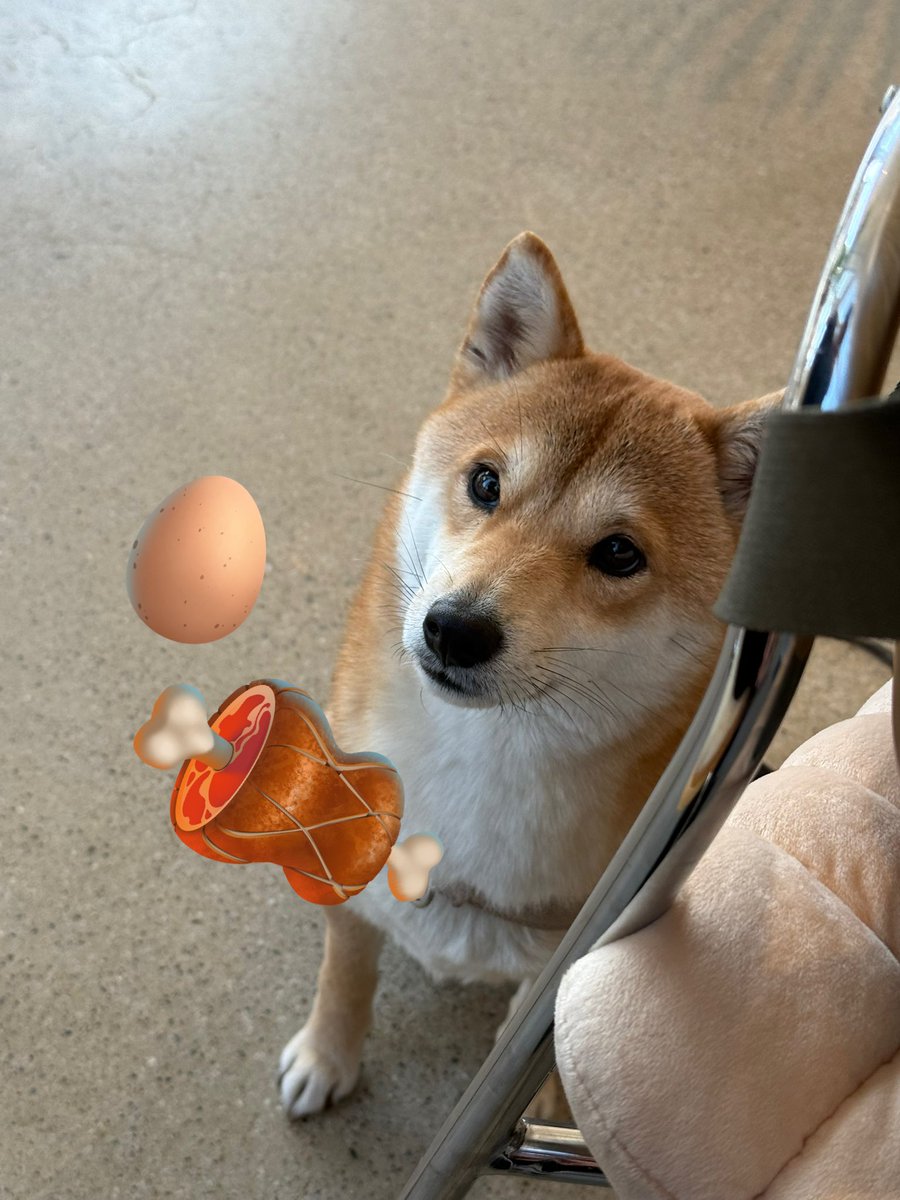 noanswersyet_'s tweet image. 개기여운 강아가 간식달라고 쳐다보는데
내 모든걸 주고싶었어