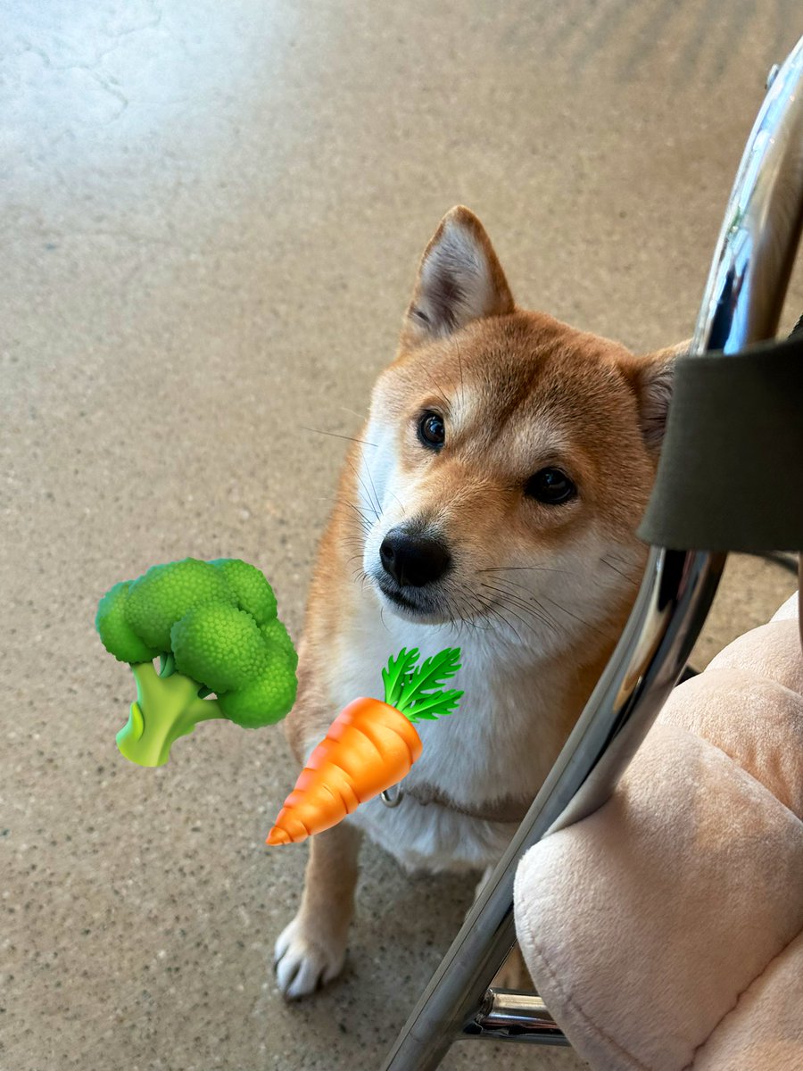 noanswersyet_'s tweet image. 개기여운 강아가 간식달라고 쳐다보는데
내 모든걸 주고싶었어