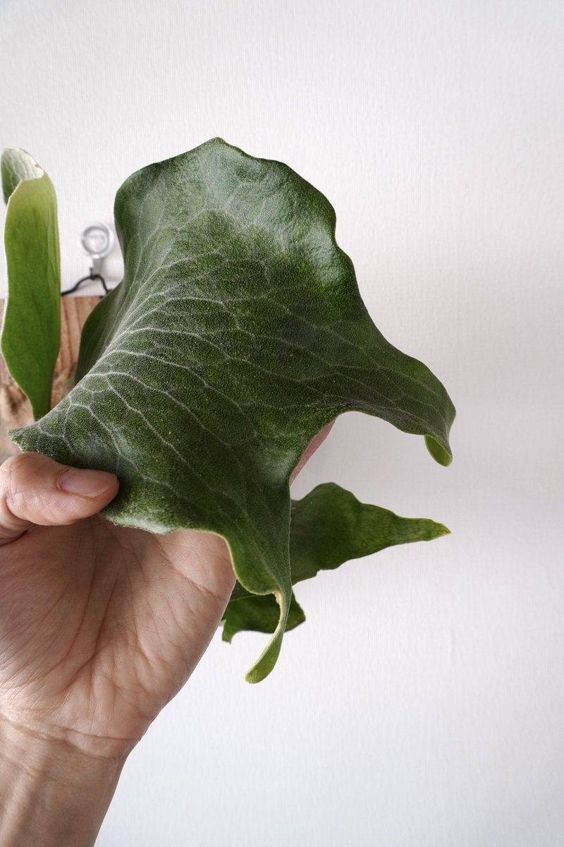 Nori / 2.28みどり座/3.8DeepJungle (@nori__plants) / Posts / X