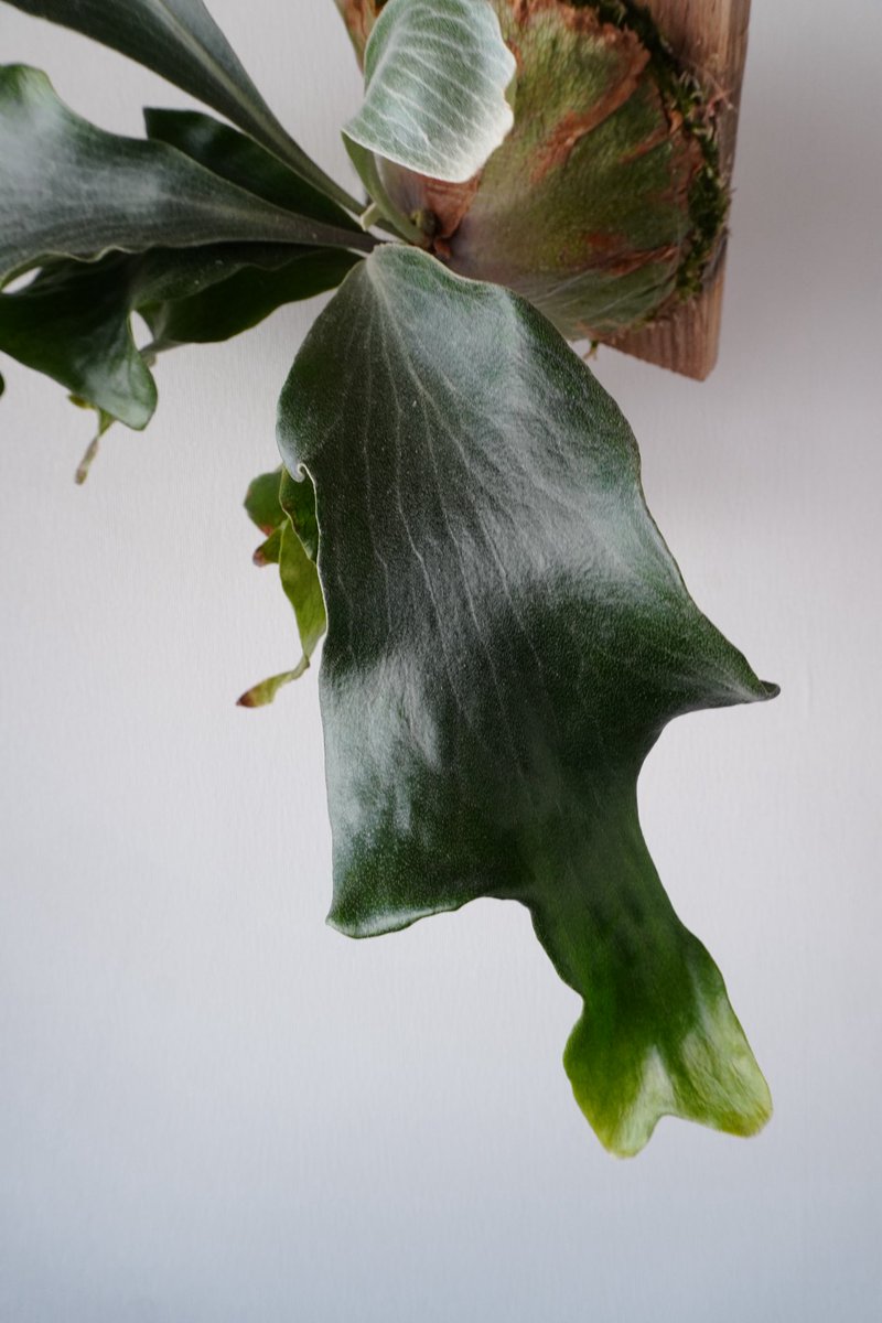 Nori / 2.28みどり座/3.8DeepJungle (@nori__plants) / Posts / X