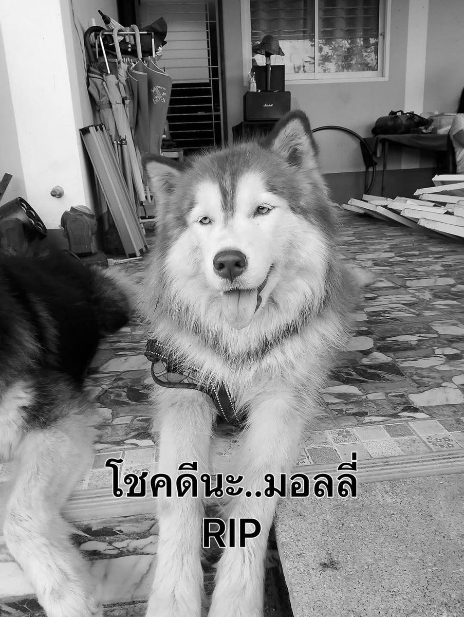 ขอให้ไปเกิดในภพภูมิที่ดีนะคะ

Rest In Peace 🐶