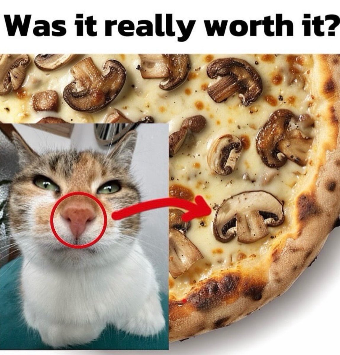 Respectful Memes (@respectfulmemes) on Twitter photo 