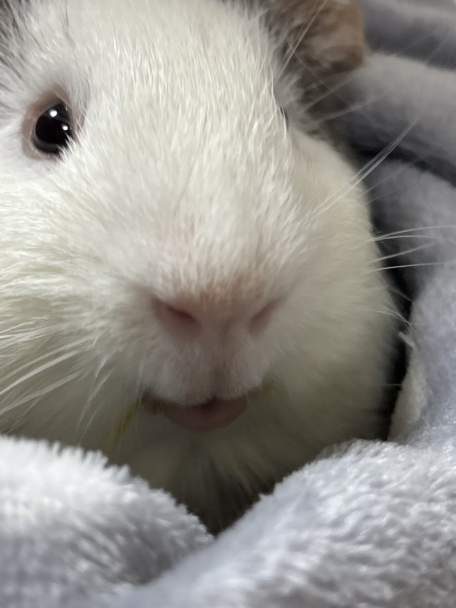 おこめちゃん昨日から🫘がほとんど出てなくて、ペレットも減ってないから心配してたんだけど、休憩時間使って戻ってきたら、ツヤツヤの🫘が20個くらいあって一安心😮‍💨

一時的なものだったのかな…
とりあえず元気そうなので良かった😭

#モルモット #おこめ1歳