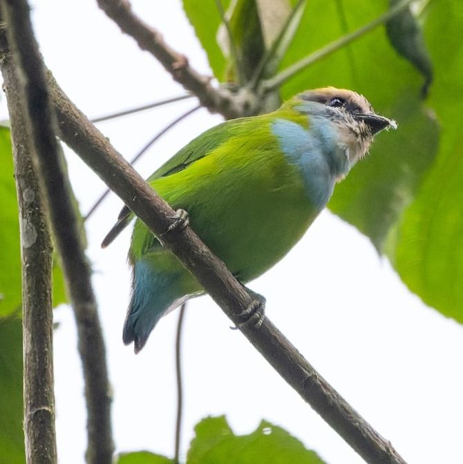 BwindiPark's tweet photo. Bwindi's Buhoma sector: Where bird watching meets monkey spotting! Keep an eye out for the lovely L'Hoest's monkey while you bird. Two adventures in one! Plan at https://t.co/vK6S9ONOSk   #bwindiimpenetrablepark
#bwindinationalpark
#bwindipark https://t.co/VN8riO4JGP