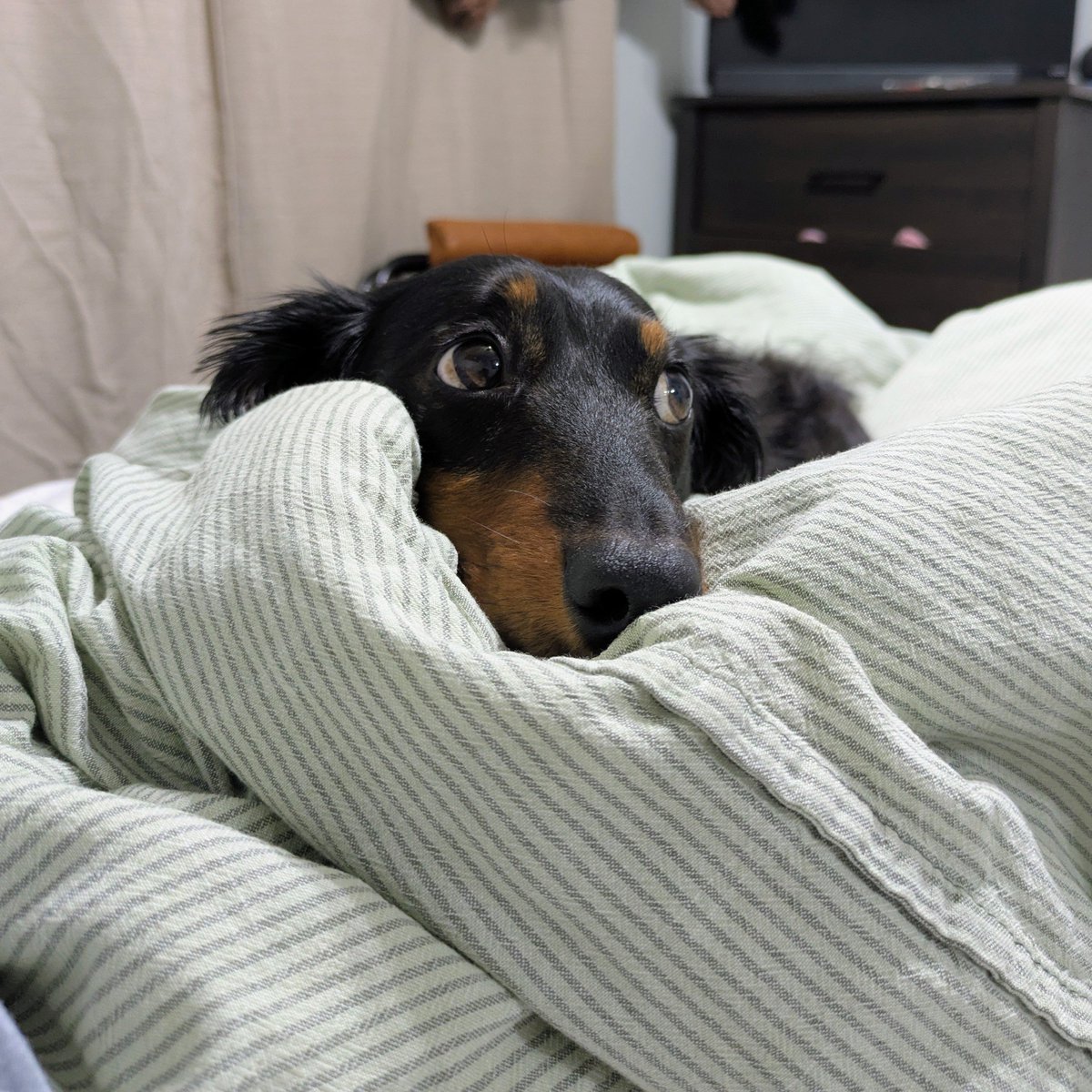 Rylee Gregory tweet media