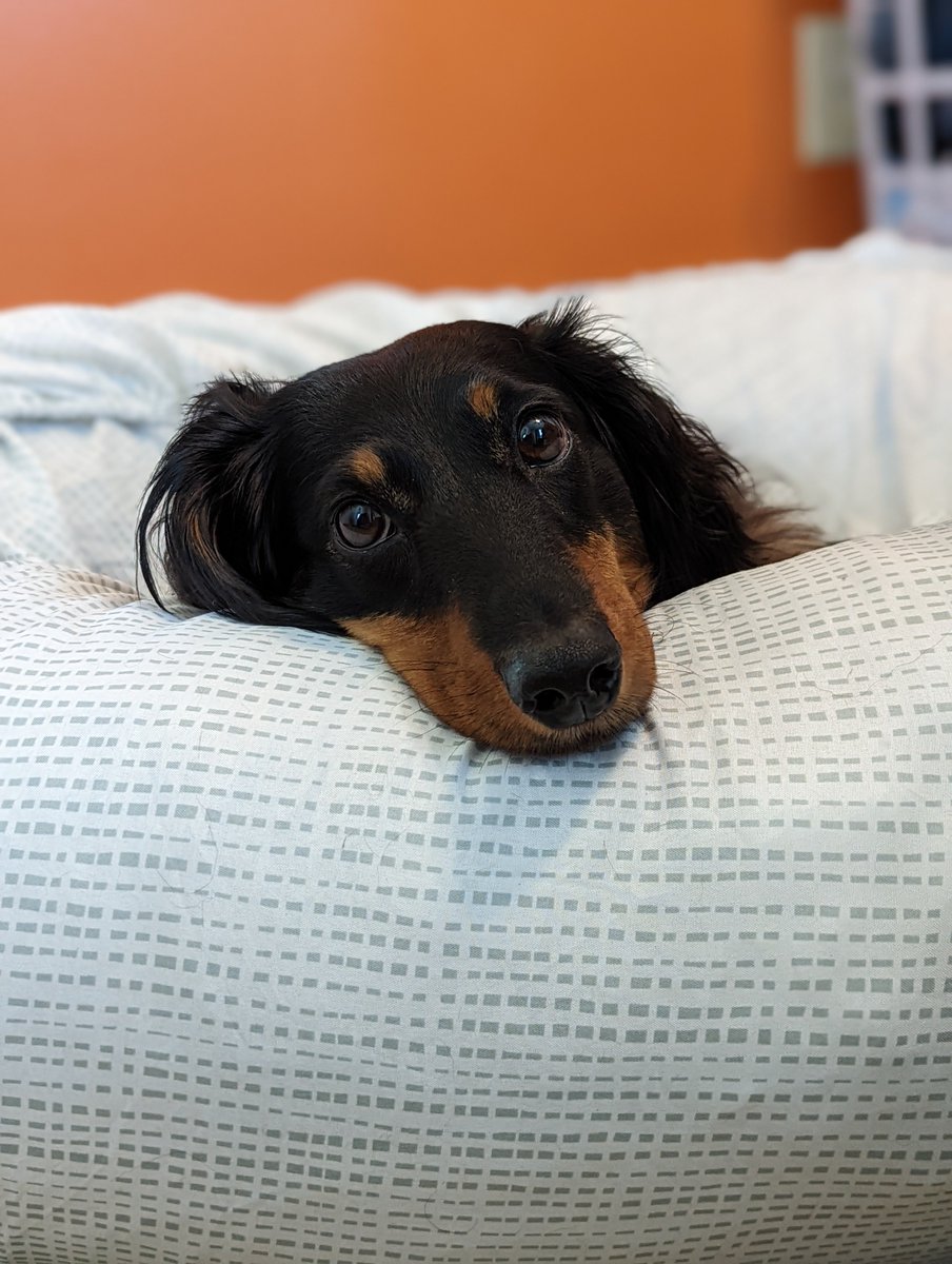 Rylee Gregory tweet media