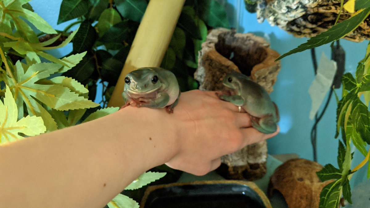 Rylee Gregory tweet media