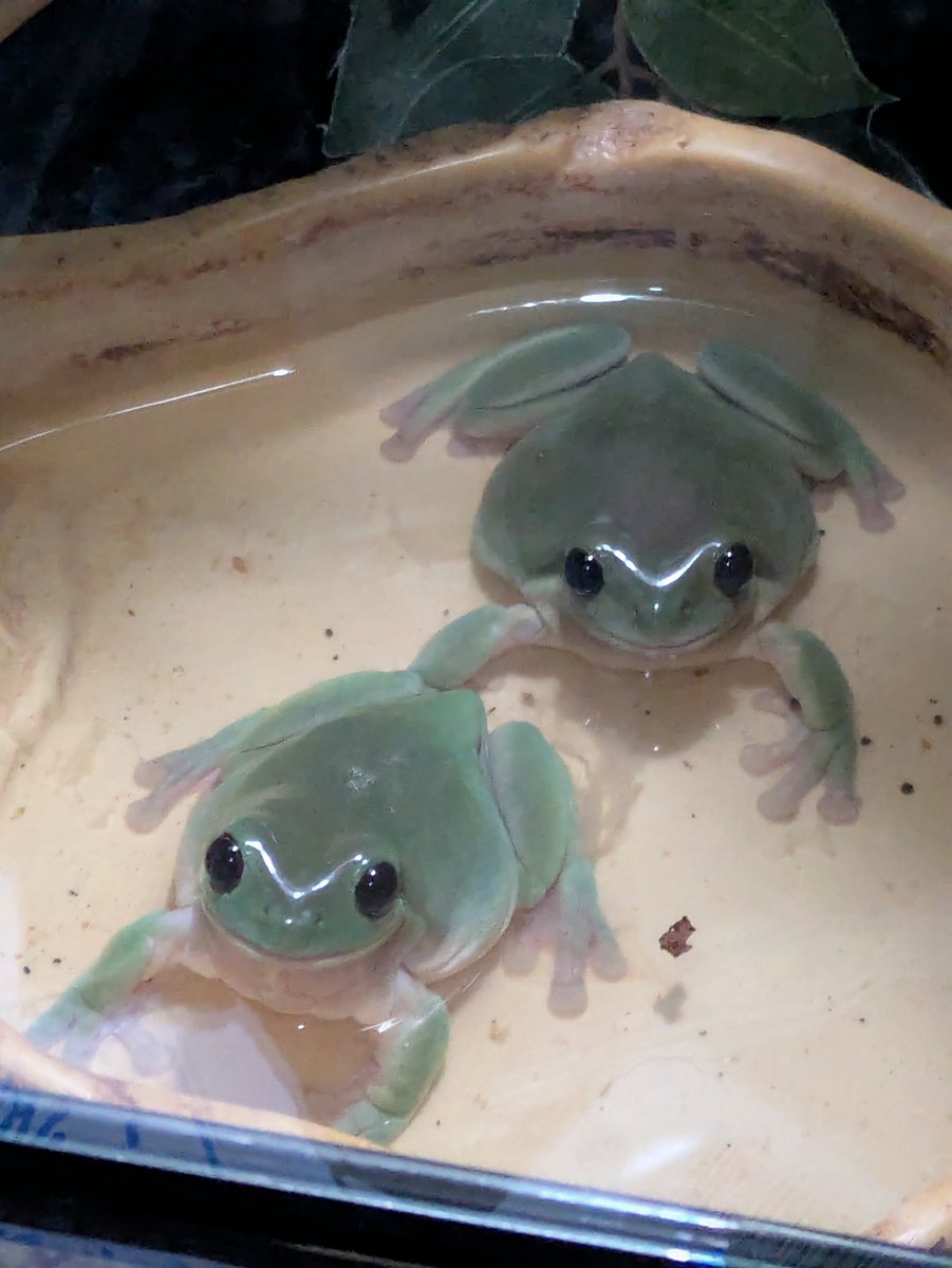 Rylee Gregory tweet media