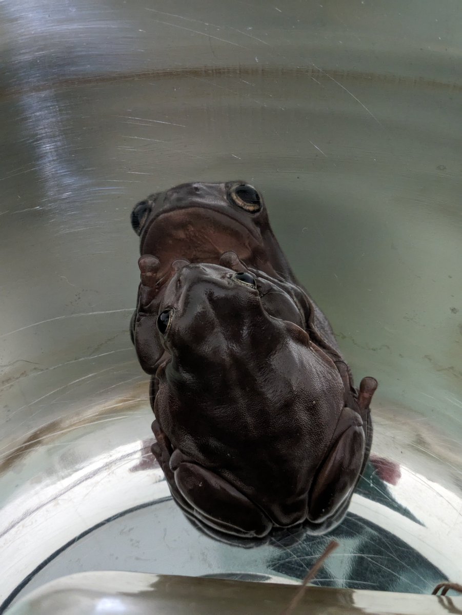 Rylee Gregory tweet media