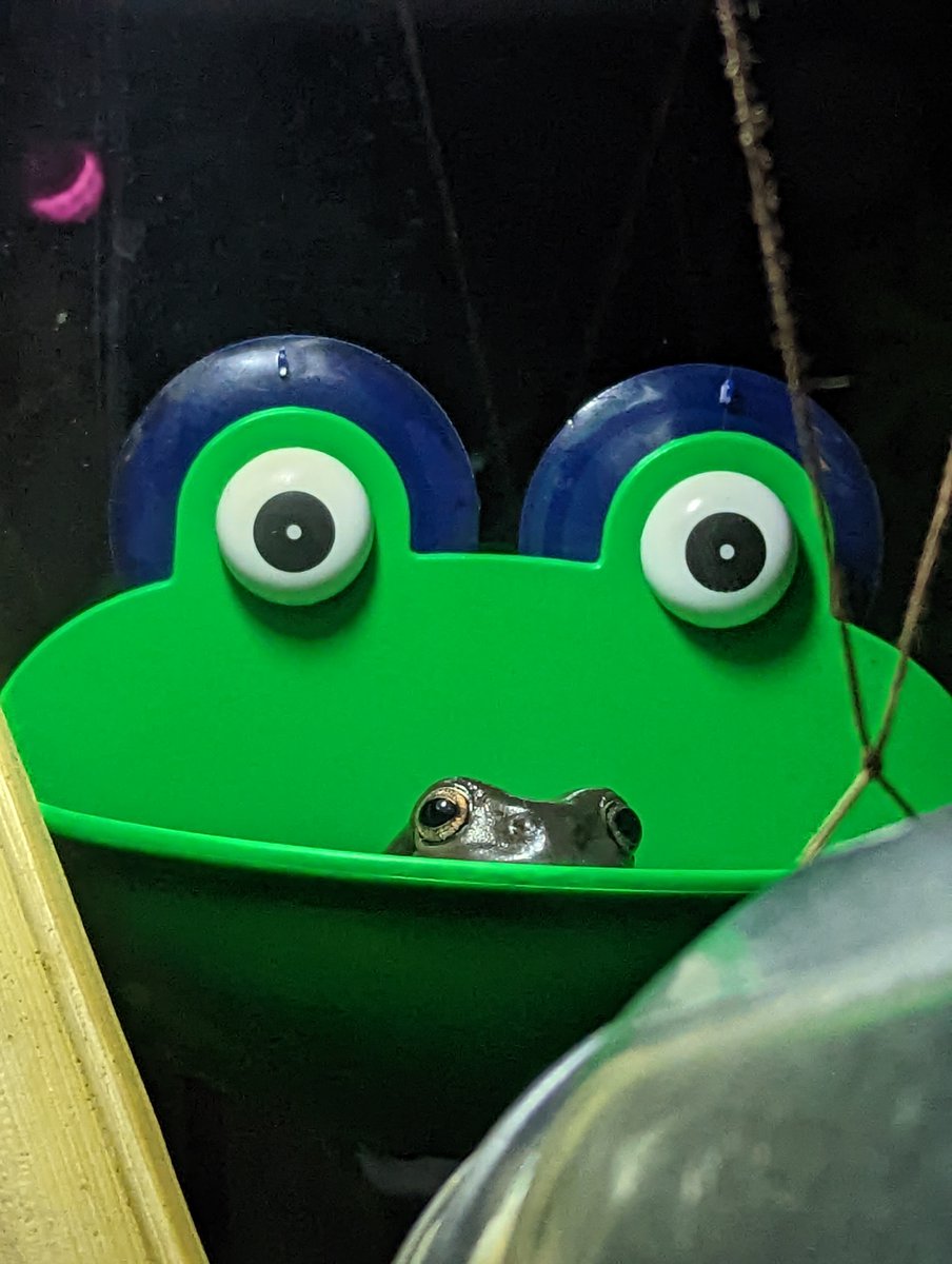 Rylee Gregory tweet media