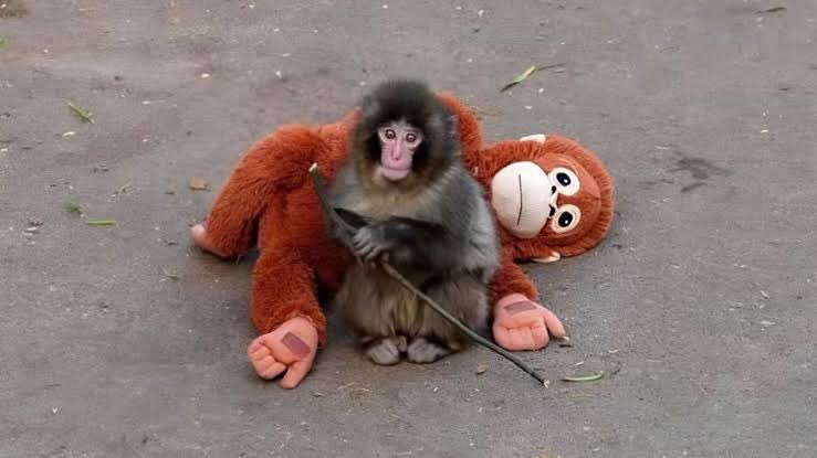 Le echo ganas a la vida solo por Punchito.