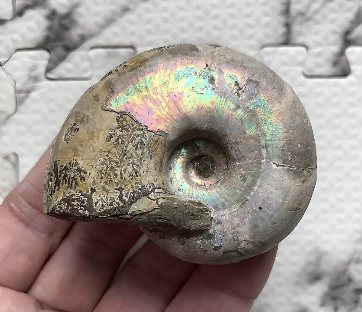 マダマダマダガスカル (@xkpSNxcigsIRTGZ) / Posts / X