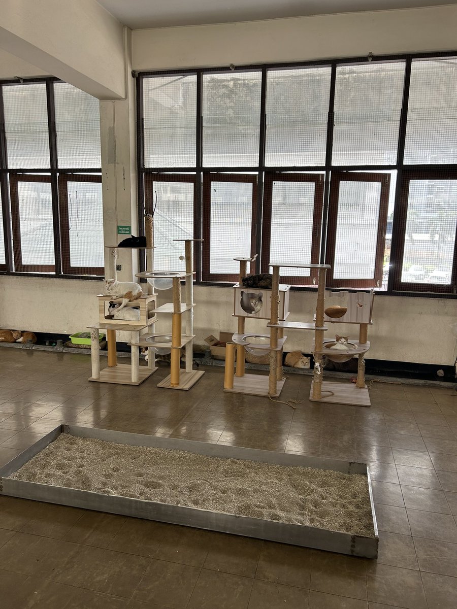 ใครจะทำบุญหรือคิดบริจาคอะไรมาบริจาคให้น้องแมวที่รพ.ทรวงอกกันได้นะครับ😊