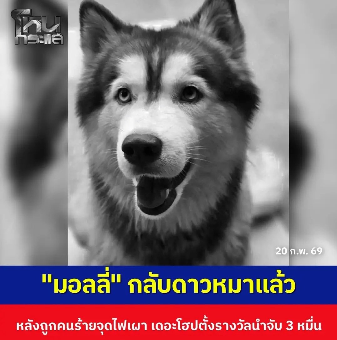 เห็นด้วยอย่างยิ่ง น้องมอลลี่ ต้องได้รับความเป็นธรรม หน่วยงานตั้งค่าหัวคนร้ายแล้วที่ 30,000 บาท ขอให้ตามจับมันมาให้ได้นะครับ เหี้ยที่สุดแล้วจริงๆ!!!!!!

#มอลลี่ #โหนกระแส