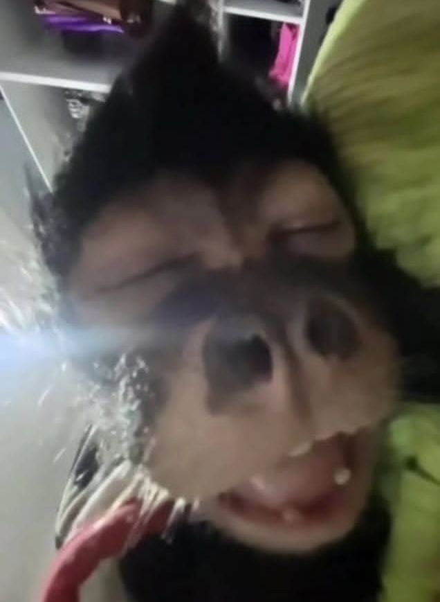 me dormí en vivo