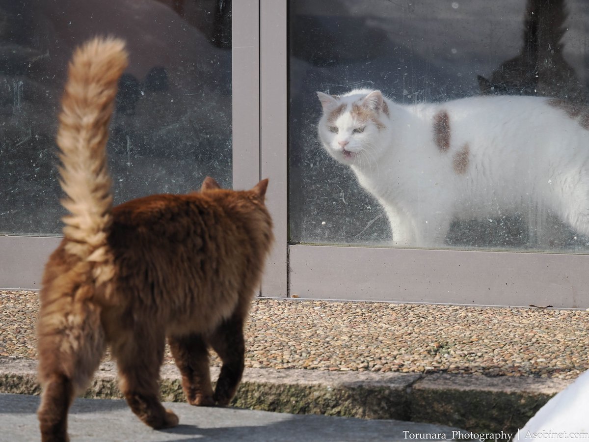 M.ZUIKO DIGITAL ED 150-400mm F4.5 TC1.25x IS PRO OM-3