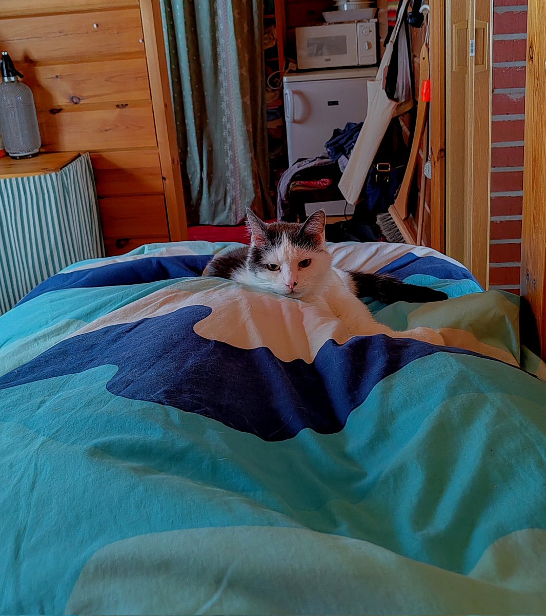 ElseKruskopf's tweet image. Hyvää huomenta ja mukavaa perjantaita. Jalo löytyi jälleen jalkopäästä🐱 Kalliolle kukkulalle rakennan minä majani🏠Kylmä - 18 #Finland #Jaala #cottage #Wintervibes #Catsoftwitter #Jalo #StandWithUkraine️ 💛 💙 🇺🇦