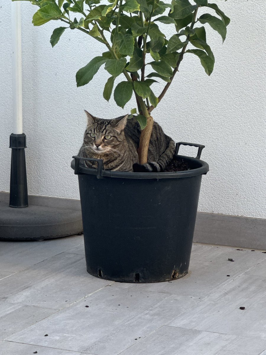 Burning-Thorne tweet media