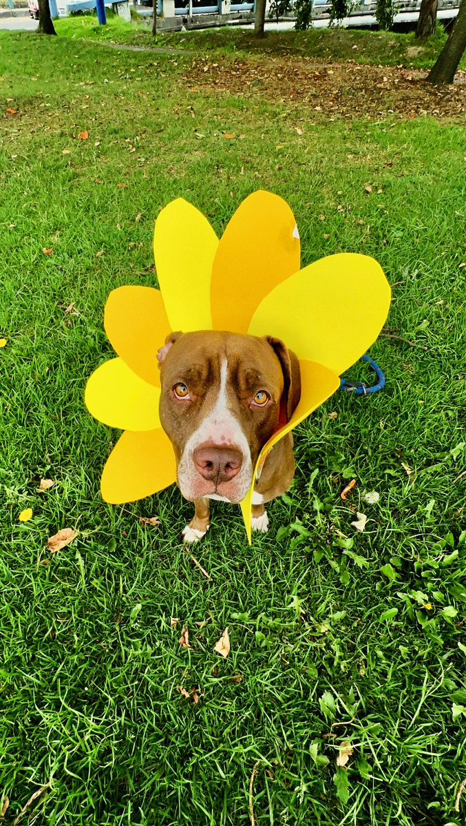 Mi pasión es empezar a subir fotos de Arial cuando empiezan a hablar mal de los pitbulls