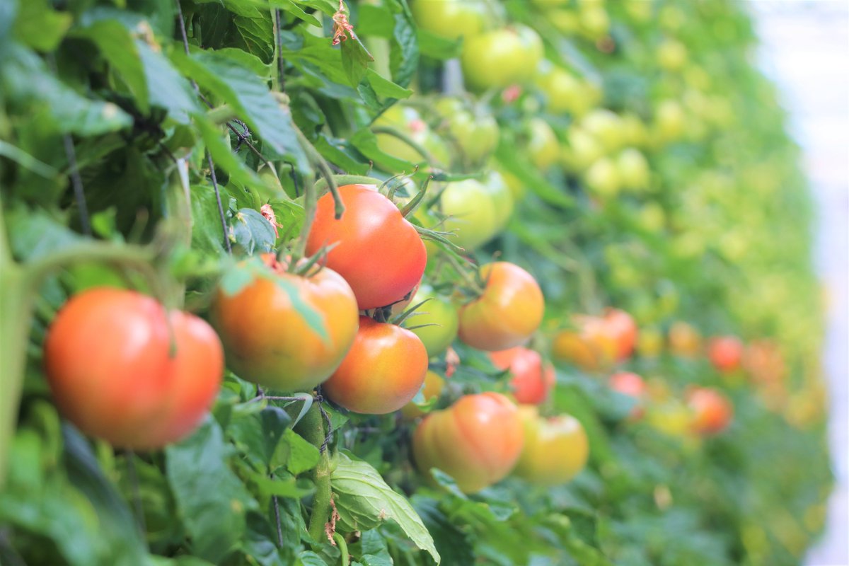 2～6月に出荷される、スーパーフルーツトマト。 糖度9度以上・重さ130g