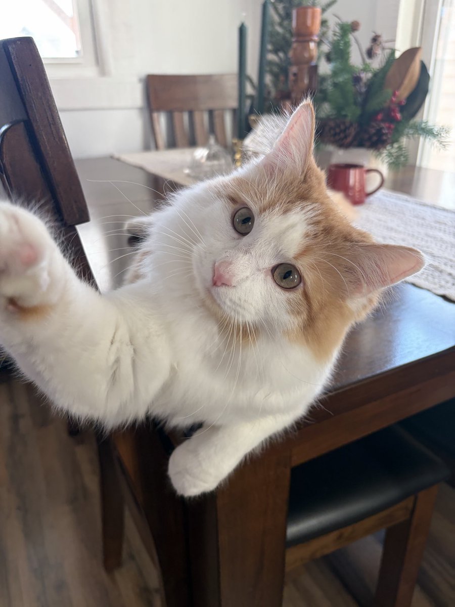 cinnamon girl tweet media