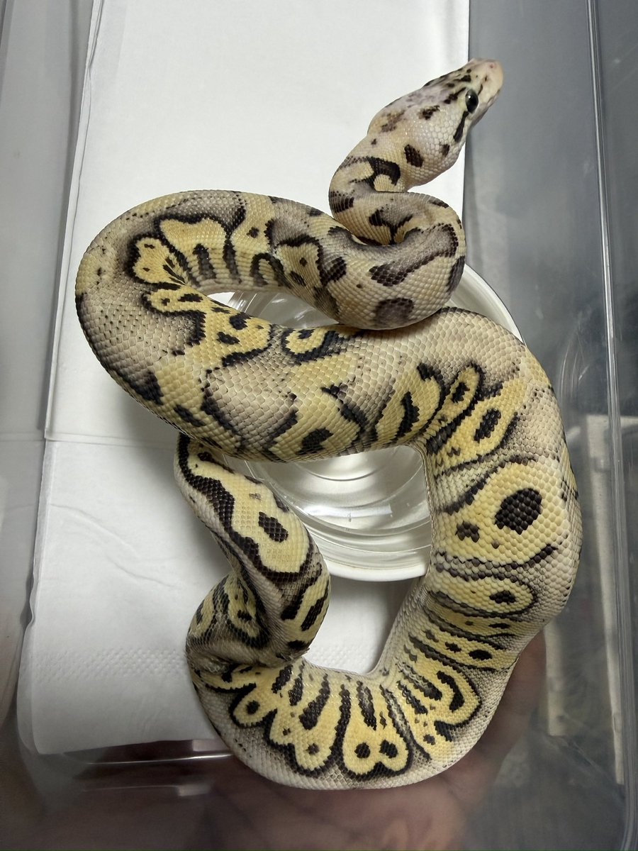 Black Magic Morphs Japan tweet media