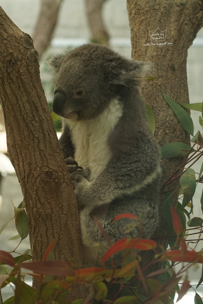 寝起きでポヤポヤ～なナギちゃん🐨

 #イングランドの丘 #淡路島
 #コアラ #koala
 #PHOTObyRigul27