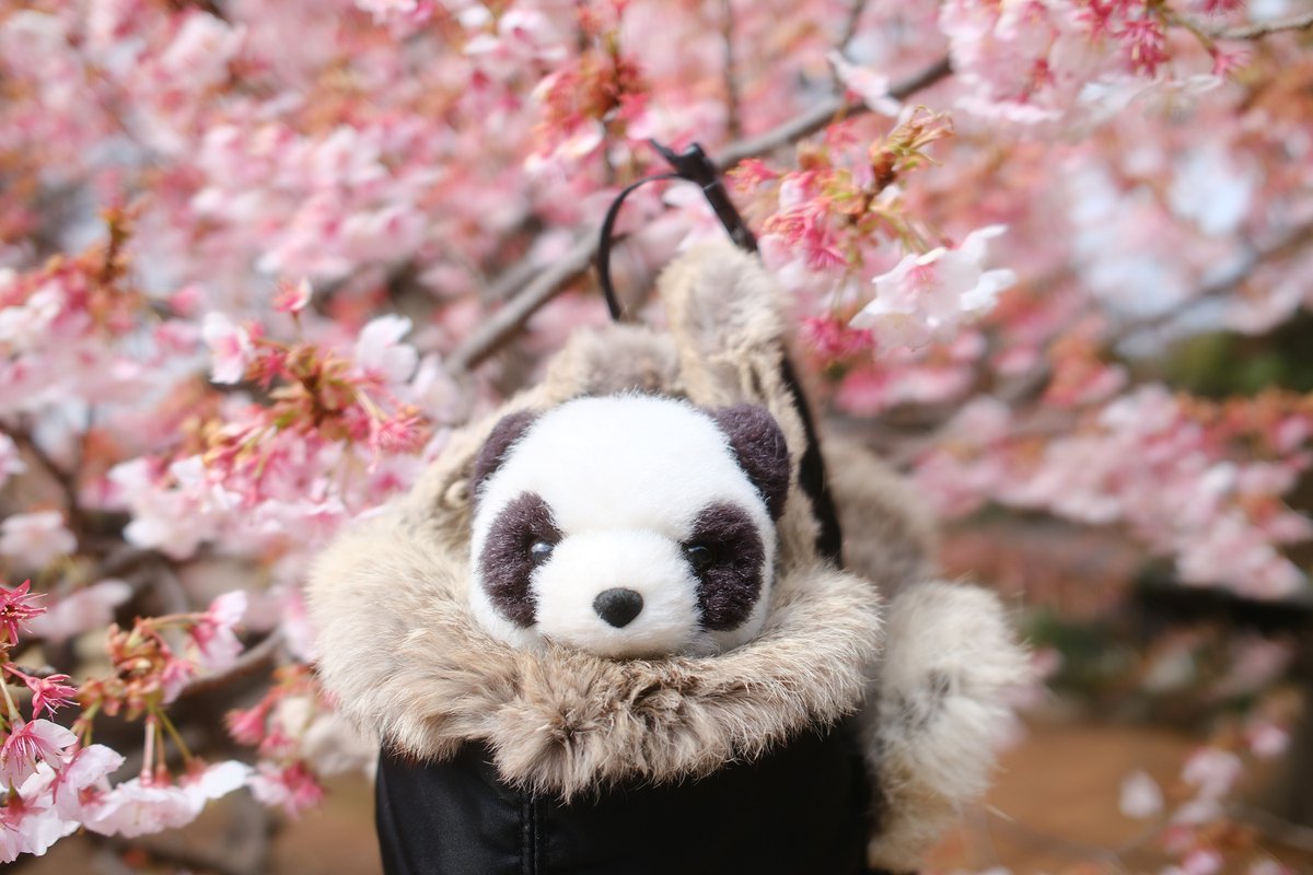 ふともも手帖 tweet media