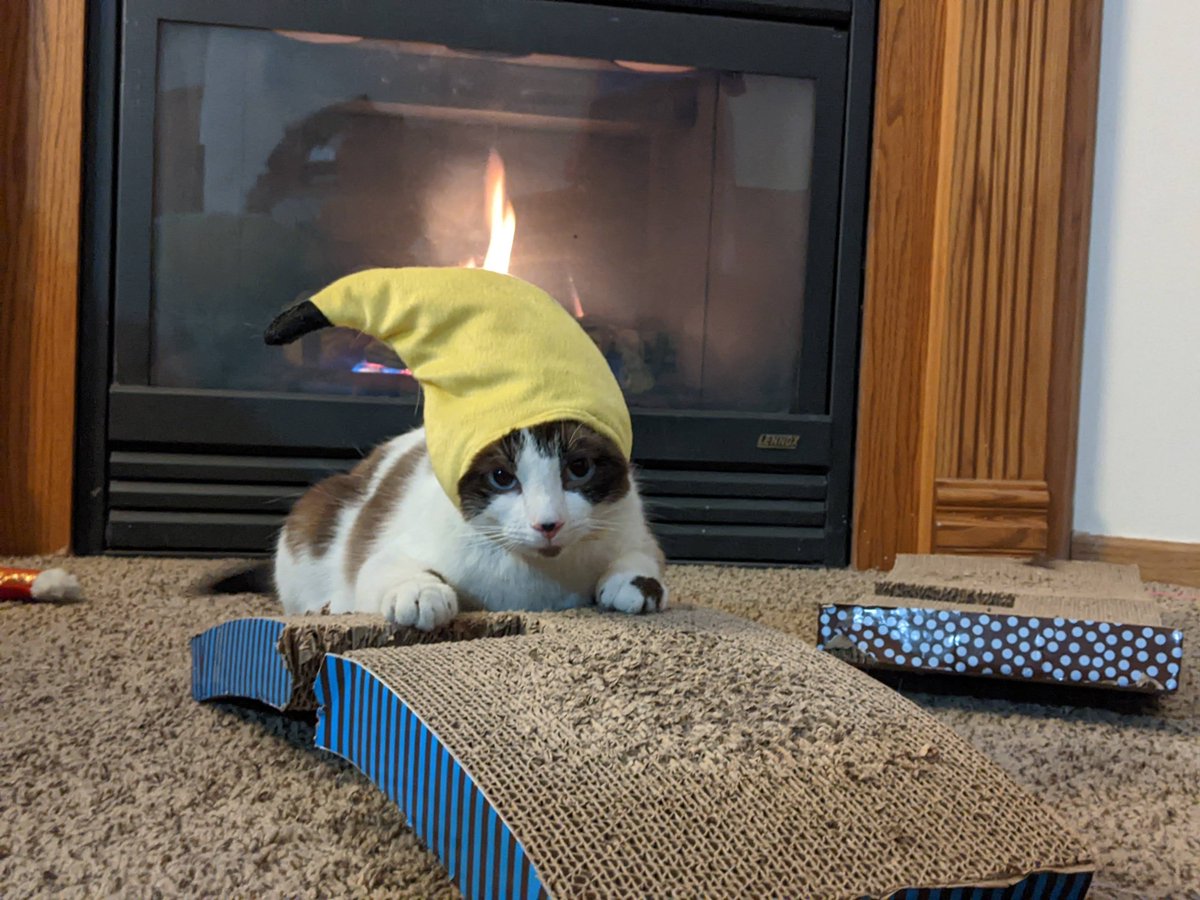 marissa_merical's tweet photo. @Garrett_Watts My banana boy Mochi and Goose the tortie for your consideration. https://t.co/fb6kkbHkVg