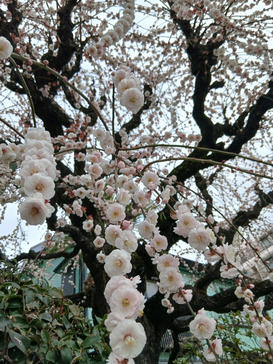 Rabbit73Lapin's tweet photo. 桜?
梅?
桃?
駐車場から訪問先の間の道端で出逢った
かわいいお花さんたち🌸

お陰でほっこり穏やかな気持ちでお仕事出来ます。
ありがとう、お花様々😊🌸✨

#訪問ヘルパー
#訪問と訪問の間 
#かわいい
#春の花
#癒された https://t.co/4kVPrkeUAP
