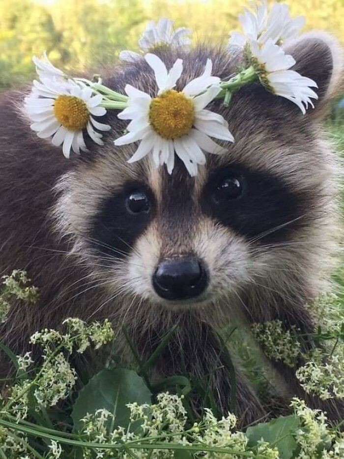 Why you should have a Raccoon (@shouldhaveracc) on Twitter photo 