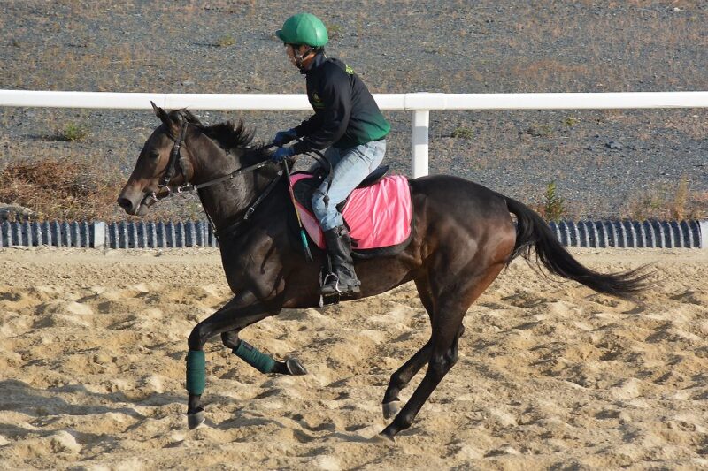 LAURELCLUB_INC's tweet image. 🐎今週末の出走馬情報🐎

2月21日(土)        
小倉3R(10:45)   
ジェム　斎藤 新

阪神4R(11:25) 　新馬🔰
エイコーンドリーム　池添 謙一

2月15日(日)   
東京3R(11:05) 　新馬🔰
グリニッジローズ　▲大久保 友雅

応援よろしくお願いいたします🙇‍♀️🙇‍♂️🙇

#一口馬主 #ローレルクラブ #新馬戦 #ジェム