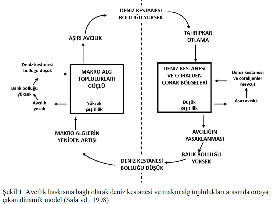 MARMARA DENİZİ DENİZKESTANESİ AVCILIĞINA AÇILDI!

⚠️Marmara Denizi’nde 13 Şubat 2026-15 Nisan 2026 tarihleri arasında denizkestanesi avcılığının serbest bırakılması yanlıştır ve derhal bu karardan vazgeçilmelidir. Marmara’da denizkestanesi avcılığı küçük ölçekli balıkçıyı değil,
