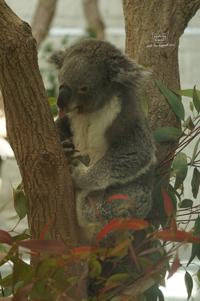 ナギちゃん👅

 #イングランドの丘 #淡路島
 #コアラ #koala #PHOTObyRigul27