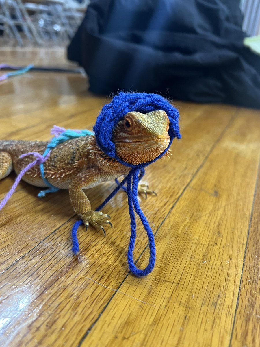 atinymoonzen's tweet photo. @Garrett_Watts This is Kona! She enjoys eating roaches and blueberries, going to school, and looking like a chicken strip. She was also asleep for like 3 months so she’s a napping queen https://t.co/Ot1JNKBXR6