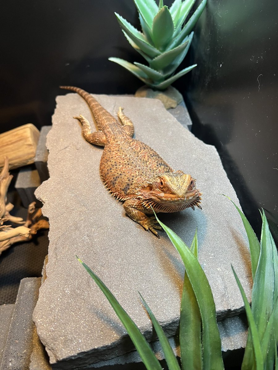 atinymoonzen's tweet photo. @Garrett_Watts This is Kona! She enjoys eating roaches and blueberries, going to school, and looking like a chicken strip. She was also asleep for like 3 months so she’s a napping queen https://t.co/Ot1JNKBXR6