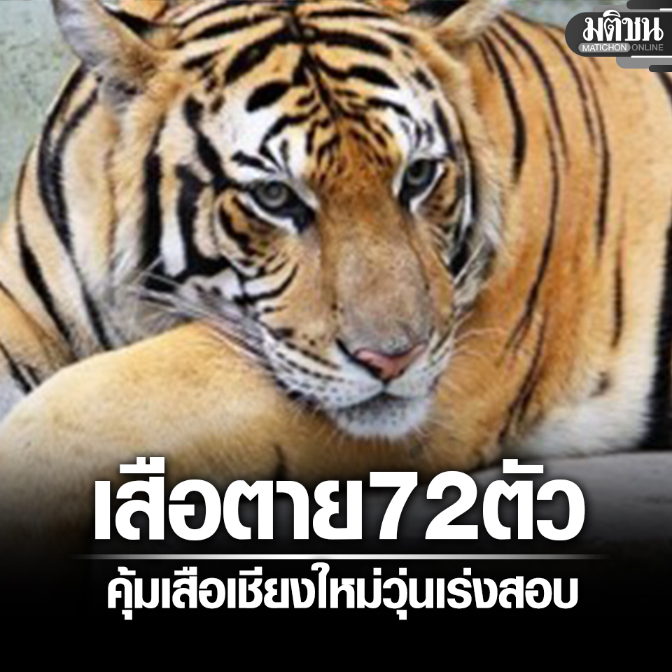 ช็อก เสือตายรวดเดียว 72 ตัว คุ้มเสือแม่ริม-แม่แตงวุ่น กรมอุทยานฯรุดตรวจเข้ม หาสาเหตุ 

#มติชนออนไลน์