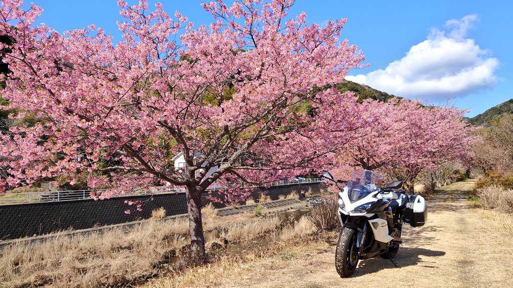 河津桜の開花について 同じ場所ですが ←2025年3月10日
