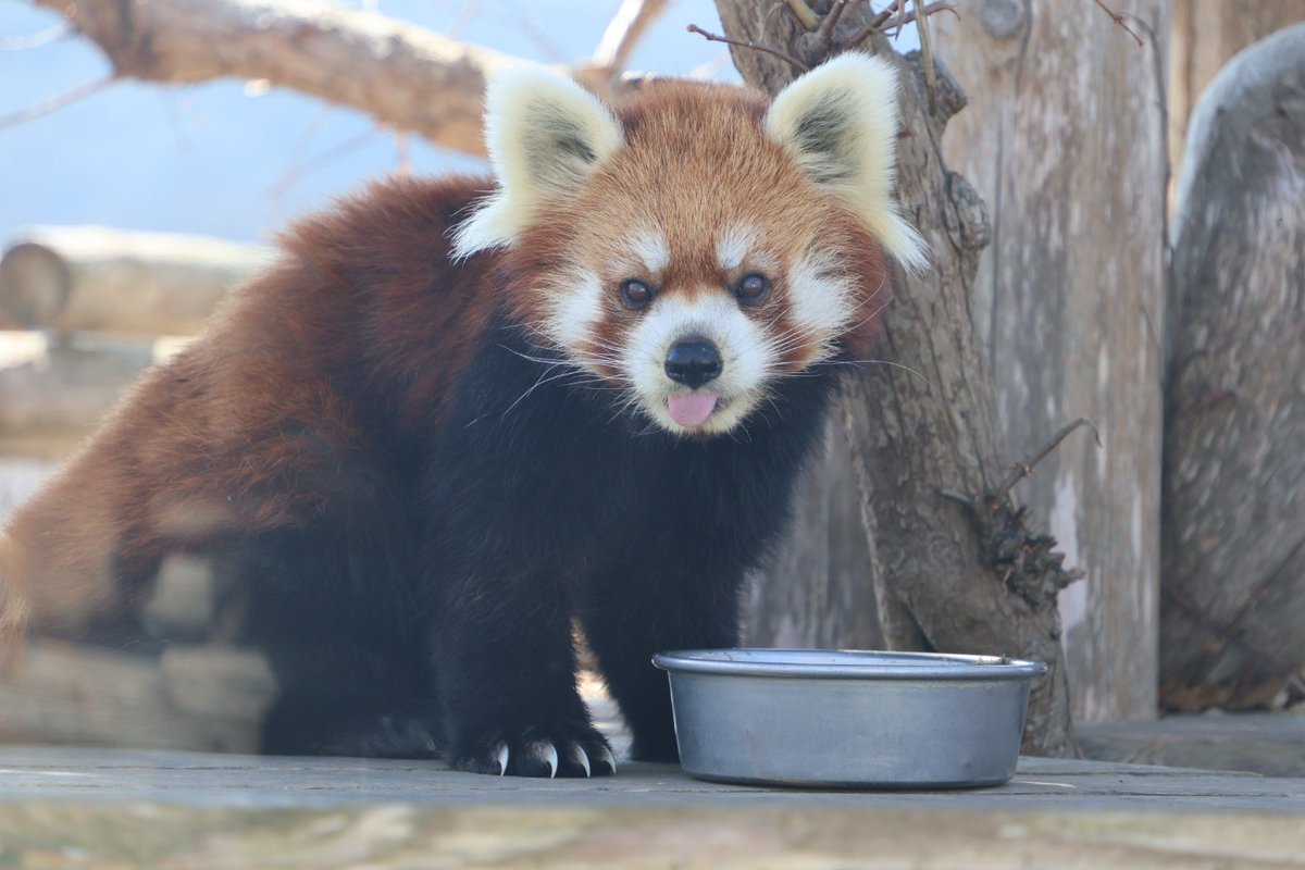 よしみん (@mg7rf_wym) / Posts / X