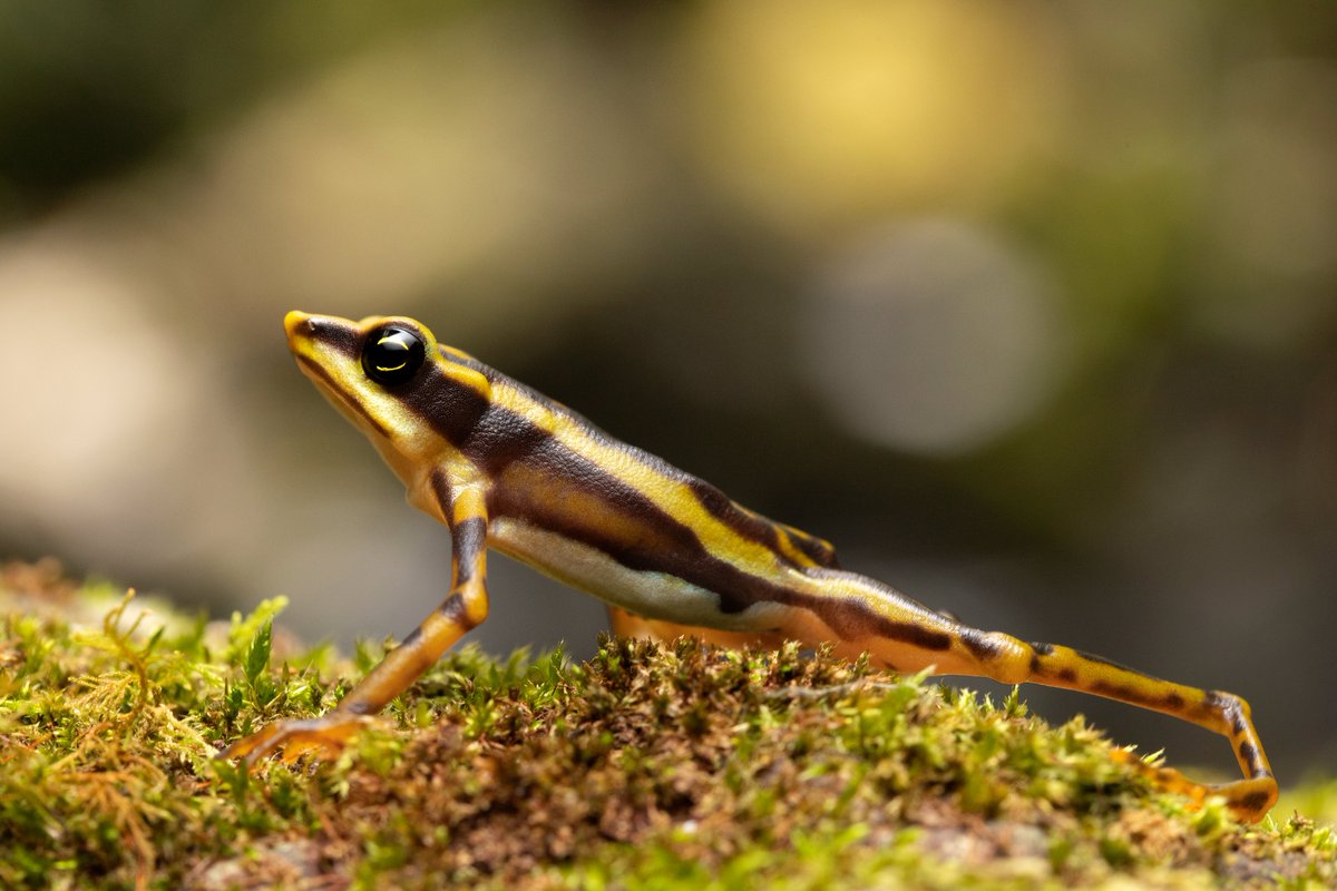 Institute of Vertebrate Biology tweet media