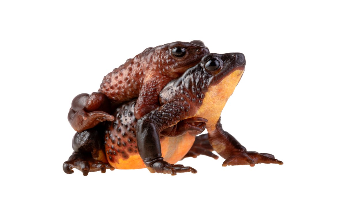 Institute of Vertebrate Biology tweet media