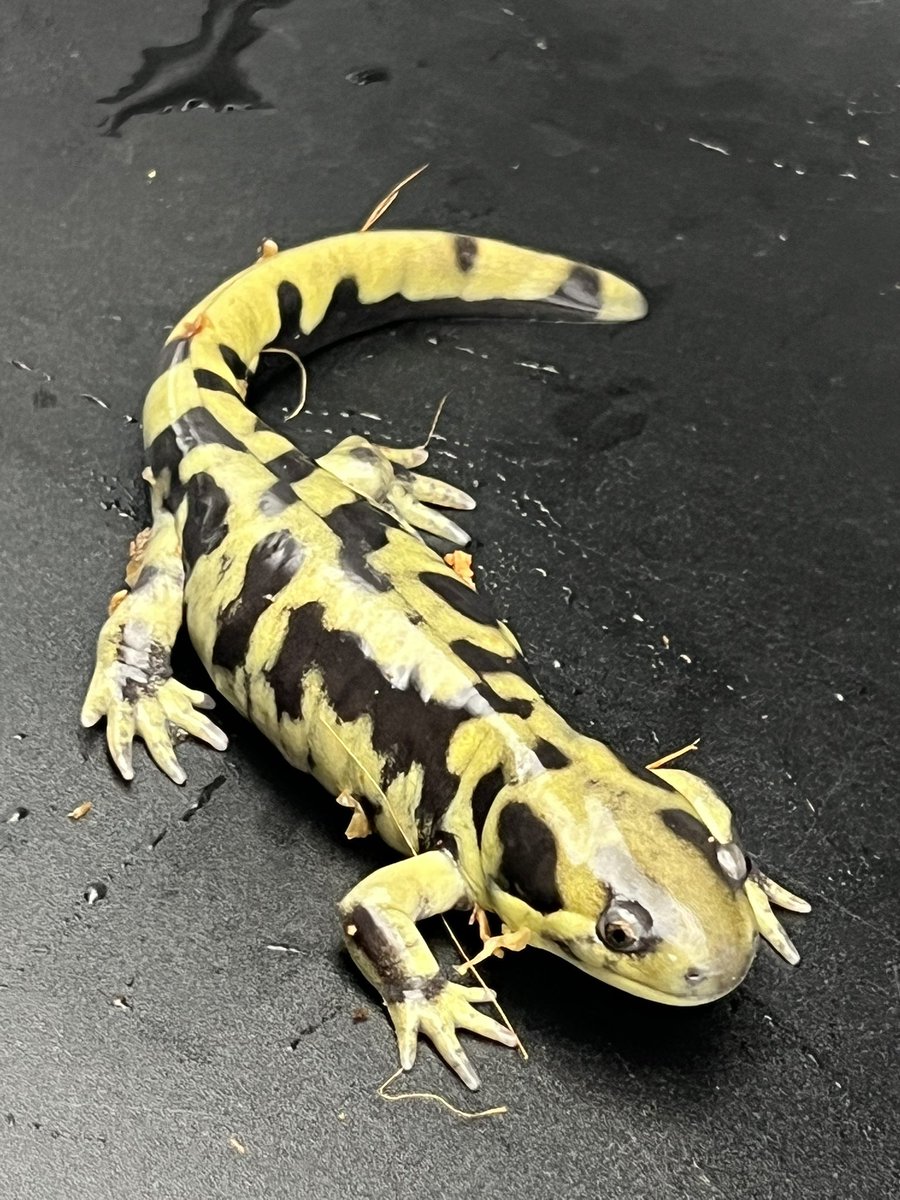 Reptiles Shop Queen tweet media