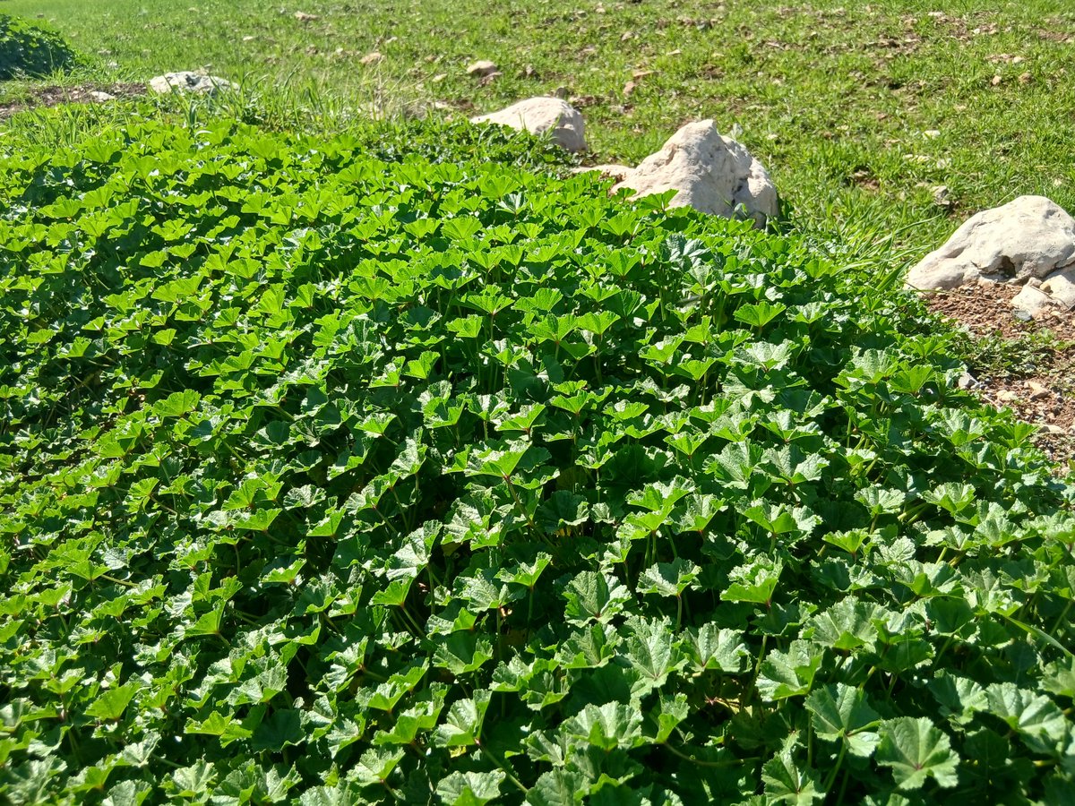 Leylaklar açmış gördün mü, dağlardan bahar inmiş duydun mu
💕✨️🤍