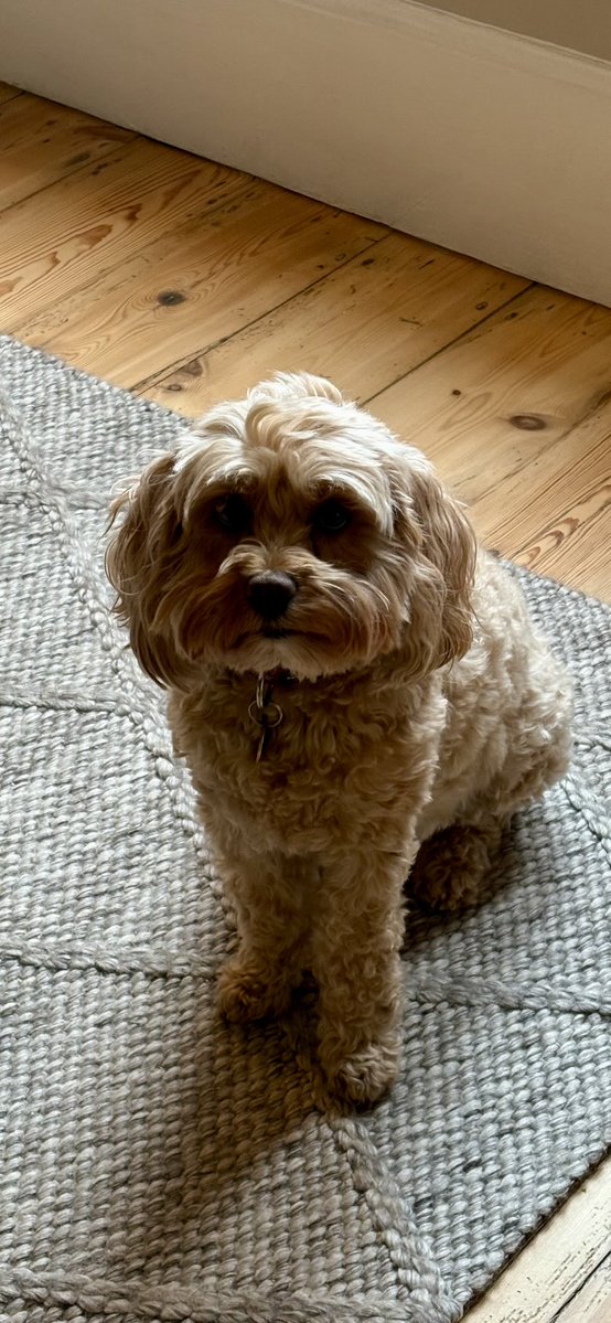 TheHoneyTails's tweet image. Deciding on today’s walk. The guy and I can go alone, but if we wait the lady can come
#DogDecisions
#ShouldIStayOrShouldIGo