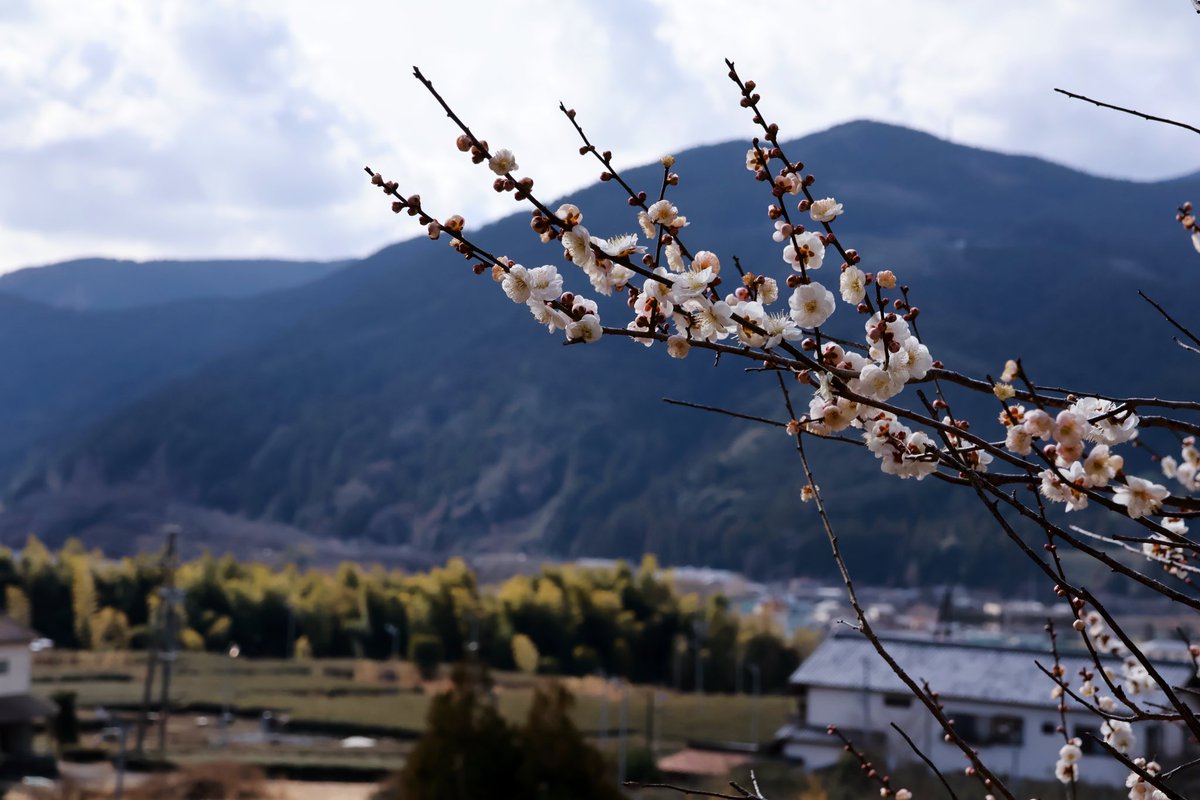 島田市【公式】 tweet media