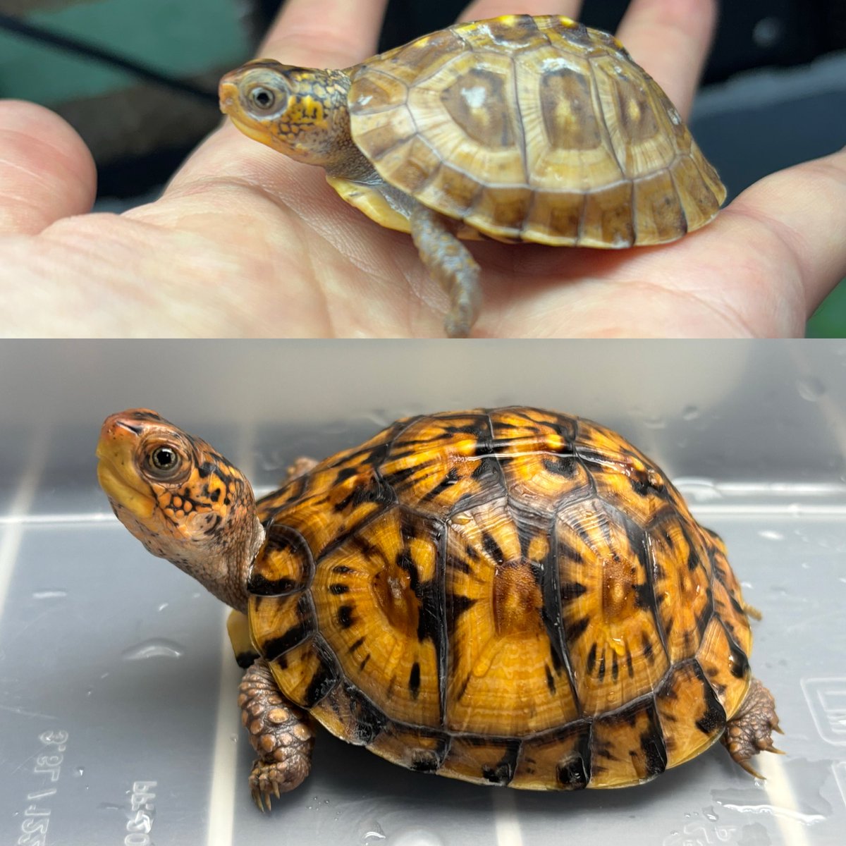 こちらも4か月強⏳
2025CBの中で
1番見た目の変化がわかりやすい子🐢
(写真で4か月前のものと見比べたら、より変化が解った💡)
つまずかないよう、日々の繰り返しを大切にしたい😊
#トウブハコガメ
#アメリカハコガメ