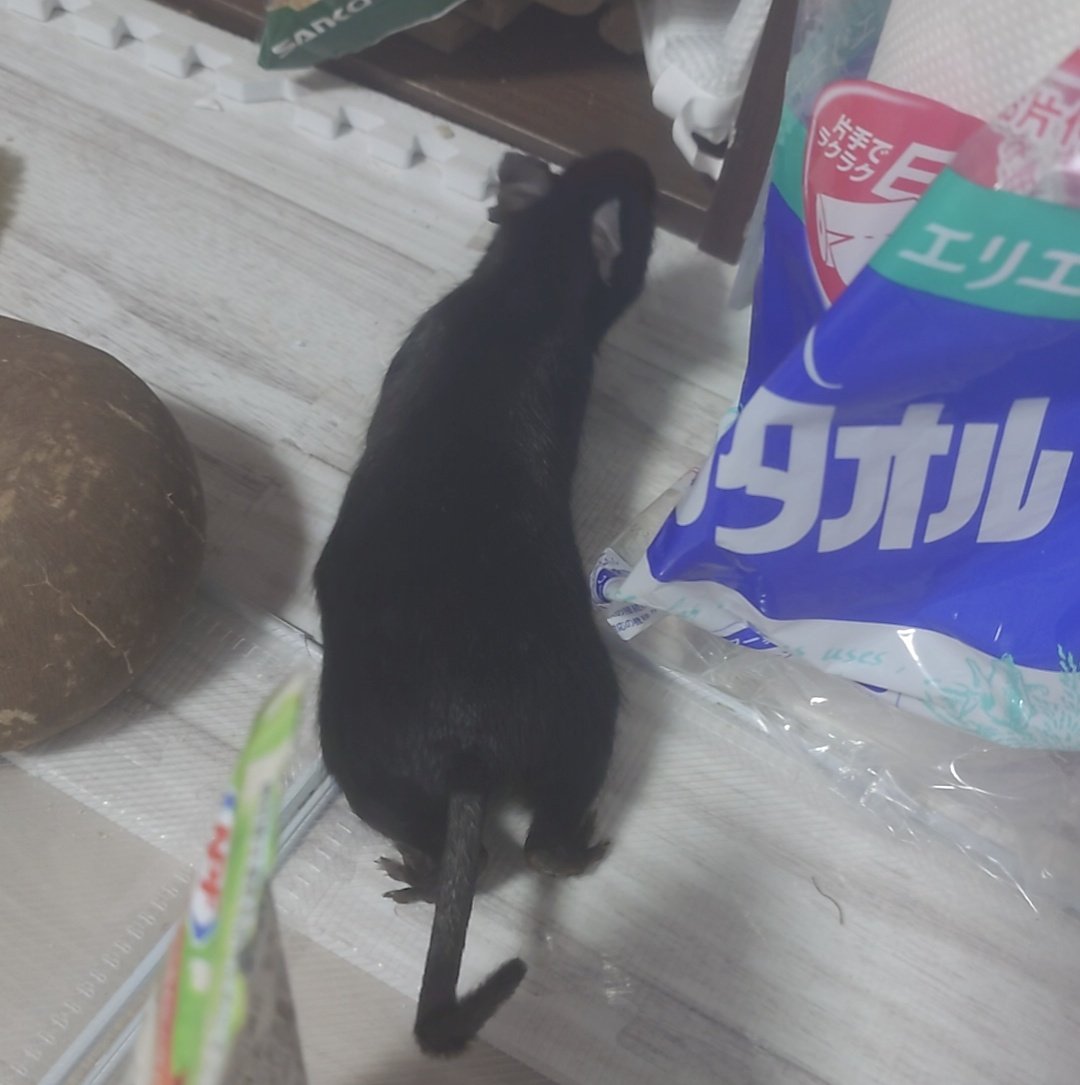 Post by ねず on X: ねずみは液体