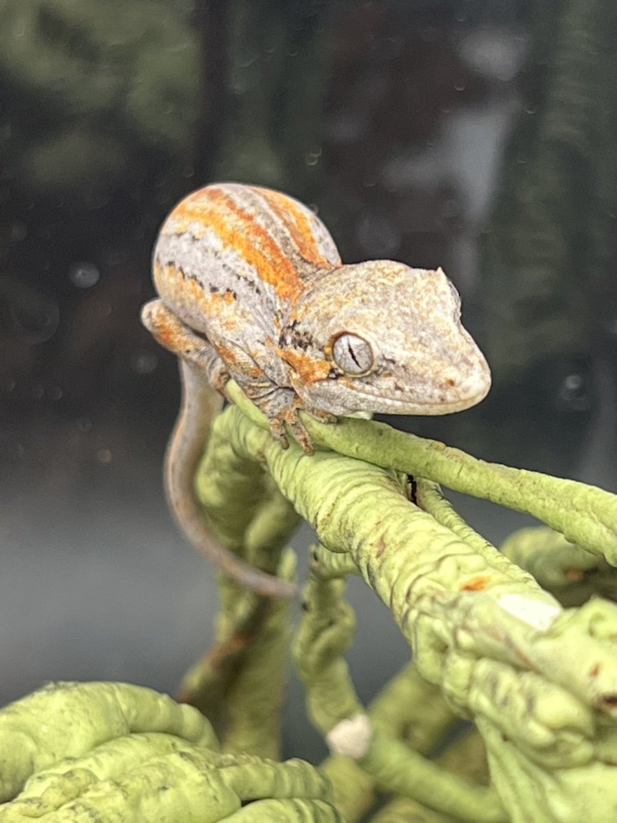 Reptiles Shop Queen tweet media